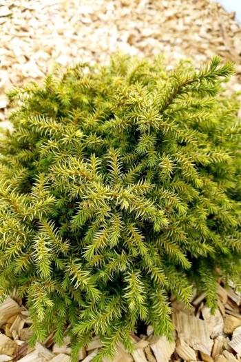 Криптомерія японська Вілморін Голд|Cryptomeria japonica ’Vilmorin Gold’|Криптомерия японская Вилморин Голд
